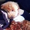 これから犬を迎え入…