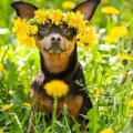 春でも犬は『熱中症…