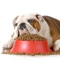 犬は咀嚼しなくても…