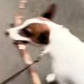 小さな犬が散歩で『…