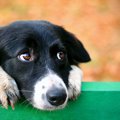 犬が『横目でこっち…