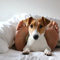 どんな意味？犬が好…