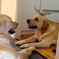 2匹の大型犬の頭に、…