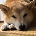 老犬になると耳が遠…