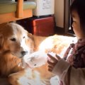 犬と子供のおもちゃ…