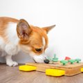 犬に『知育トイ』を…