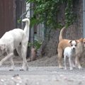 裏庭に住み着いてい…