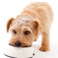 犬が小食になる理由…
