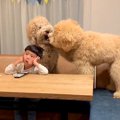 子どもが大型犬たち…