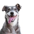 犬が舌を出している…