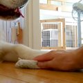 雑巾がけ中、大型犬…
