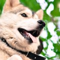 犬に嫌われる人の意…