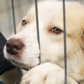 どうして？保護団体…