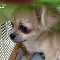 犬のおべんきょう♪わ…