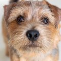 犬が飼い主に『頼み…