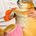 赤ちゃんのように甘…