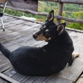 犬が人に『背中を向…