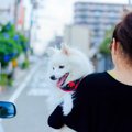 意外と重要！犬の正…