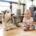 犬と赤ちゃんは一緒…