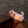 しっぽ振ってる！捨…