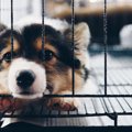 犬をひとりぼっちに…