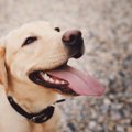 犬にしてはいけないN…