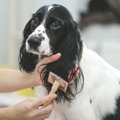 犬をトリミングする…