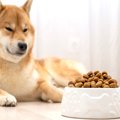 犬がフードと合って…
