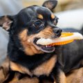 犬にとって危険な『…