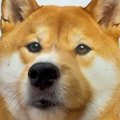 『柴犬』かと思って…