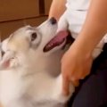 お兄ちゃんのことが…