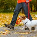 犬にとっても人にと…
