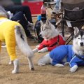 5頭のハスキー犬と一…