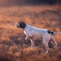 絶滅危惧種守るため…