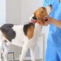 犬にかかる費用って…