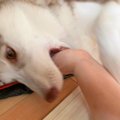 噛みグセが酷かった…