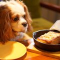 犬に人間の食べ物を…