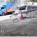 なぜ、犬はアパート…