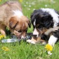 犬が水入れをホリホ…