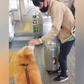 大型犬が『大好きな…