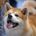 犬の感情は表情に出…