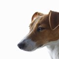 知らないうちに…！犬…