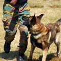 軍用犬とは？適した…
