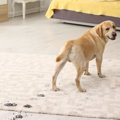 『犬と一緒に寝ては…