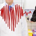 犬の心臓病とは？症…
