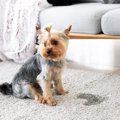 犬の『失禁』を引き…