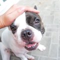 知っておきたい「犬…
