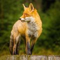 キツネと犬の違い6つ