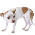 犬が叱られたときに…
