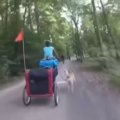 保護犬とサイクリン…